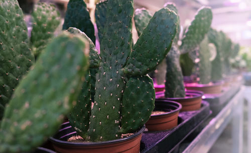 Prickly pear cactus grown as a houseplant in pots. selective soft focus