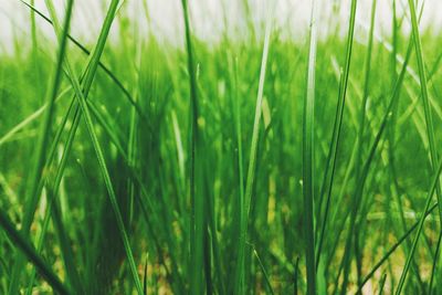 Full frame shot of fresh green field