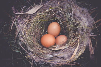 High angle view of eggs in nest