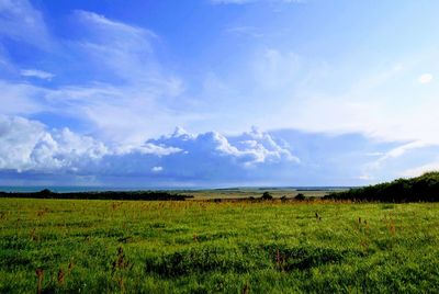 Scenic view of field against sky