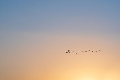 Birds flying in the sky