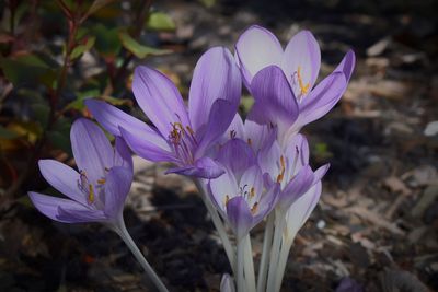 Close-up of purple crocus flowers on field