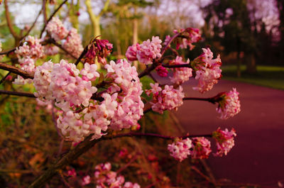 Close-up of pink flowers on branch