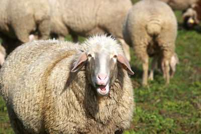 Sheep in a field