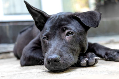 A black thai ridgeback puppy relaxing on the ground