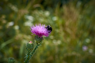 Close-up of purple thistle flower