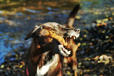 Close-up of dog in lake