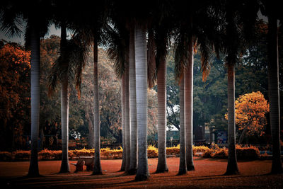 Trees in park