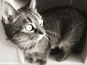 Close-up portrait of cat