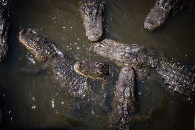High angle view of crocodile swimming in river