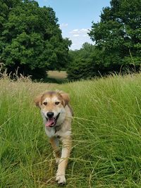 Dog in a field