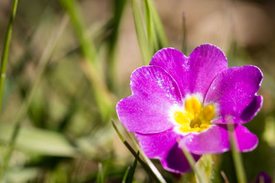 Close-up of pink flower