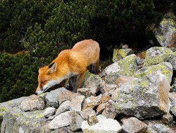 View of cat on rock