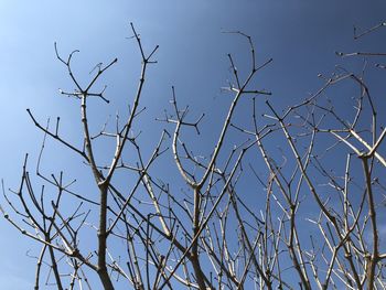 Low angle view of bare tree against clear blue sky