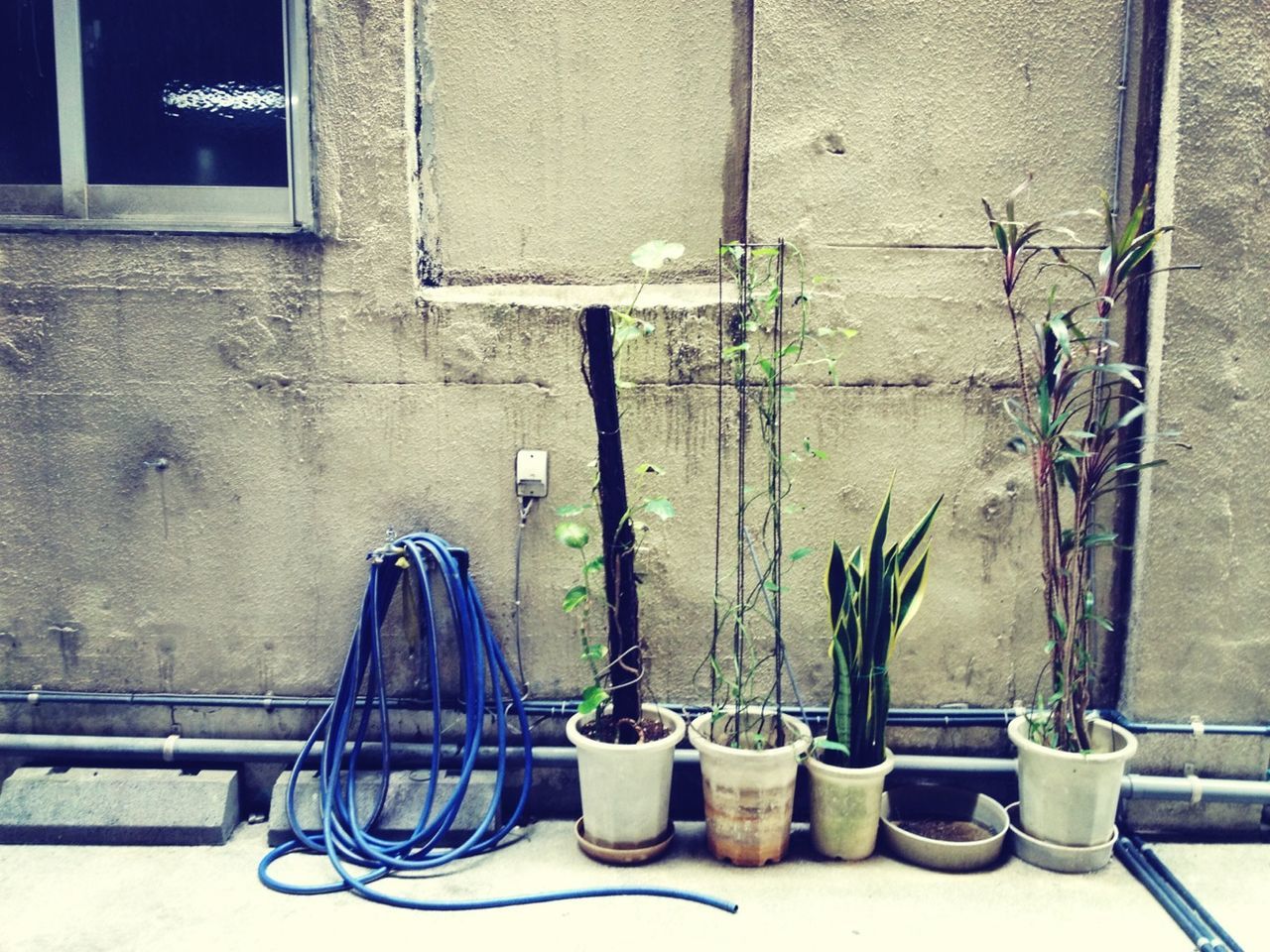 built structure, wall - building feature, architecture, building exterior, bicycle, metal, wall, window, day, no people, closed, railing, outdoors, plant, door, potted plant, sidewalk, house, blue, old