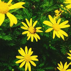 Close-up of yellow flowers blooming outdoors