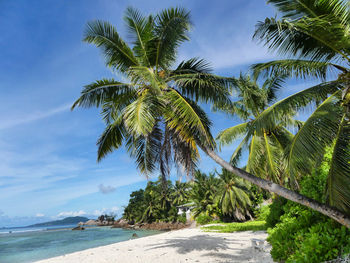 Palm trees on beach against sky