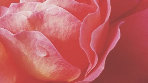 Close-up of pink rose