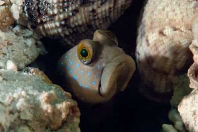 Close-up of fish in sea