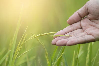 Close-up of hand holding wheat growing on field