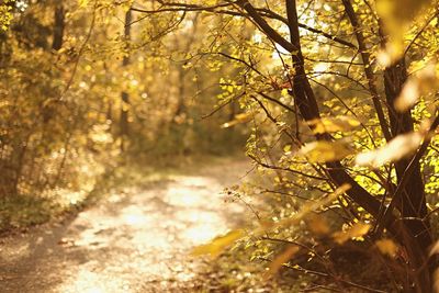 Close-up of flowering plant in forest