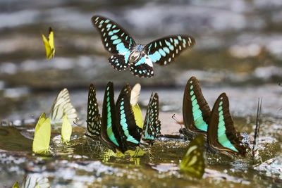 Close-up of butterfly on leaf