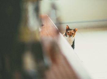 Kitten on carpet at home