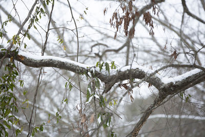 Close-up of snow covered plant