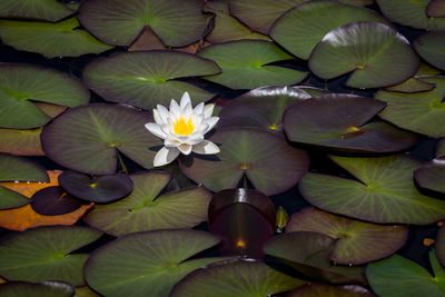 High angle view of water lily amidst leaves