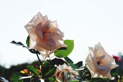 Close-up of white rose on plant