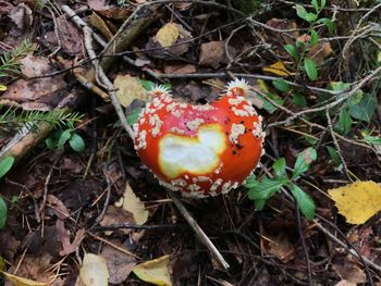 Close-up of mushroom growing on field