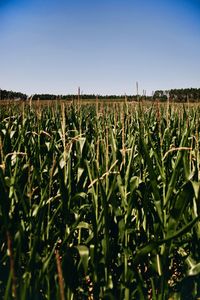 Scenic view of agricultural field against clear sky