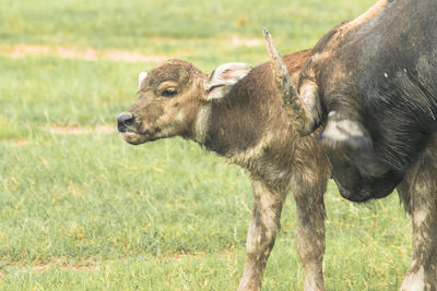 A baby buffalo