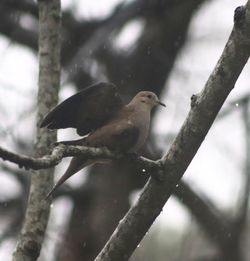 Low angle view of bird perching on branch