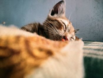 Close-up of cat sleeping