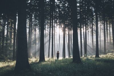 Rear view of person standing amidst trees in forest