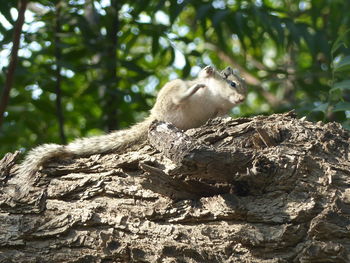 Squirrel on a tree