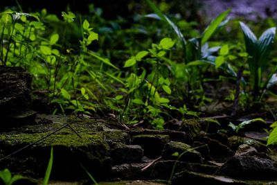 Close-up of plants growing on land