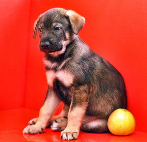 Portrait of puppy sitting on red background