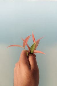 Close-up of person holding plant