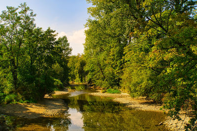 Scenic view of lake in forest against sky