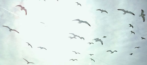 Low angle view of birds flying in sky