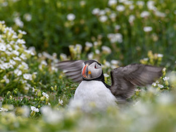 Close-up of bird flying