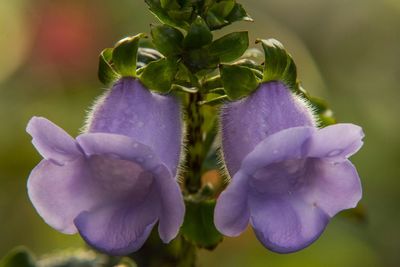 Close-up of flowers against blurred background