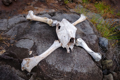 High angle view of animal skull