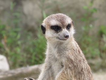 Close-up of an animal