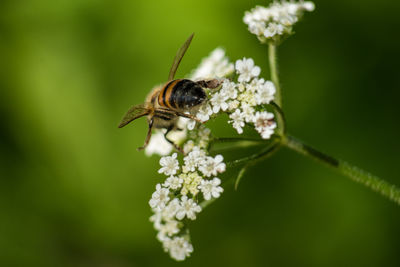 Close-up of bee pollinating on flower