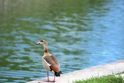 Bird perching on a lake