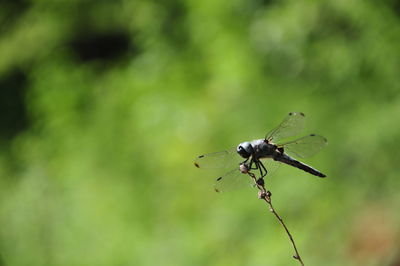 Close-up of dragonfly on plant