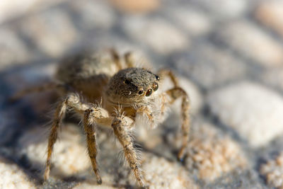 Close-up of spider macro 